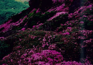 ミヤマキリシマ