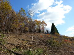 薪販売　原木販売　ゆふの薪