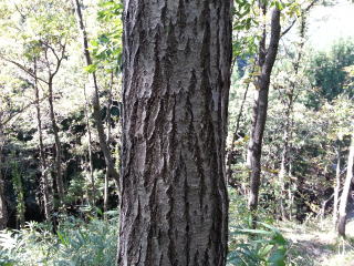 コナラ原木