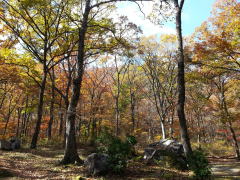 薪販売　原木販売　ゆふの薪