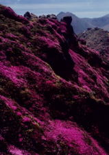 ミヤマキリシマ